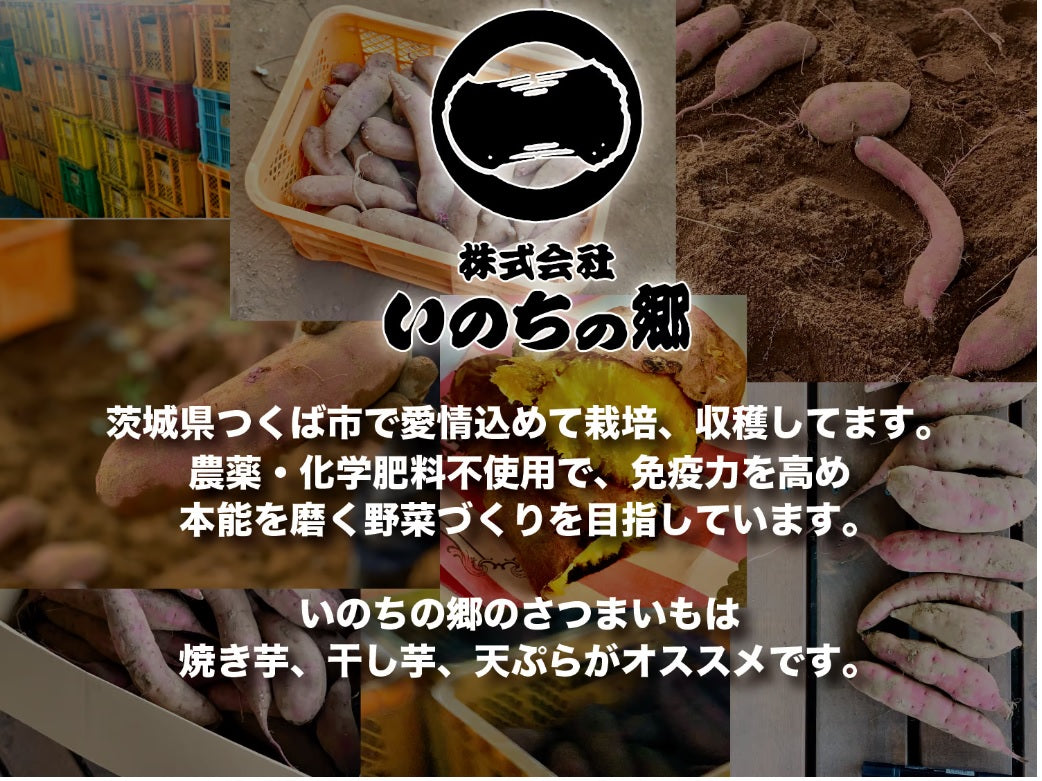 【茨城県産】さつま芋紅はるか