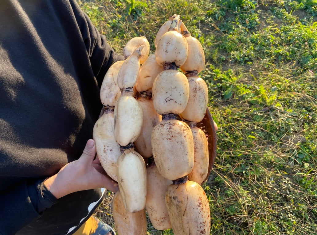 シャキシャキ!つくばレンコン